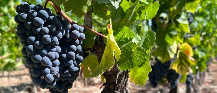 Photo by John Cameron a bunch of grapes hanging from a vine in a vineyard